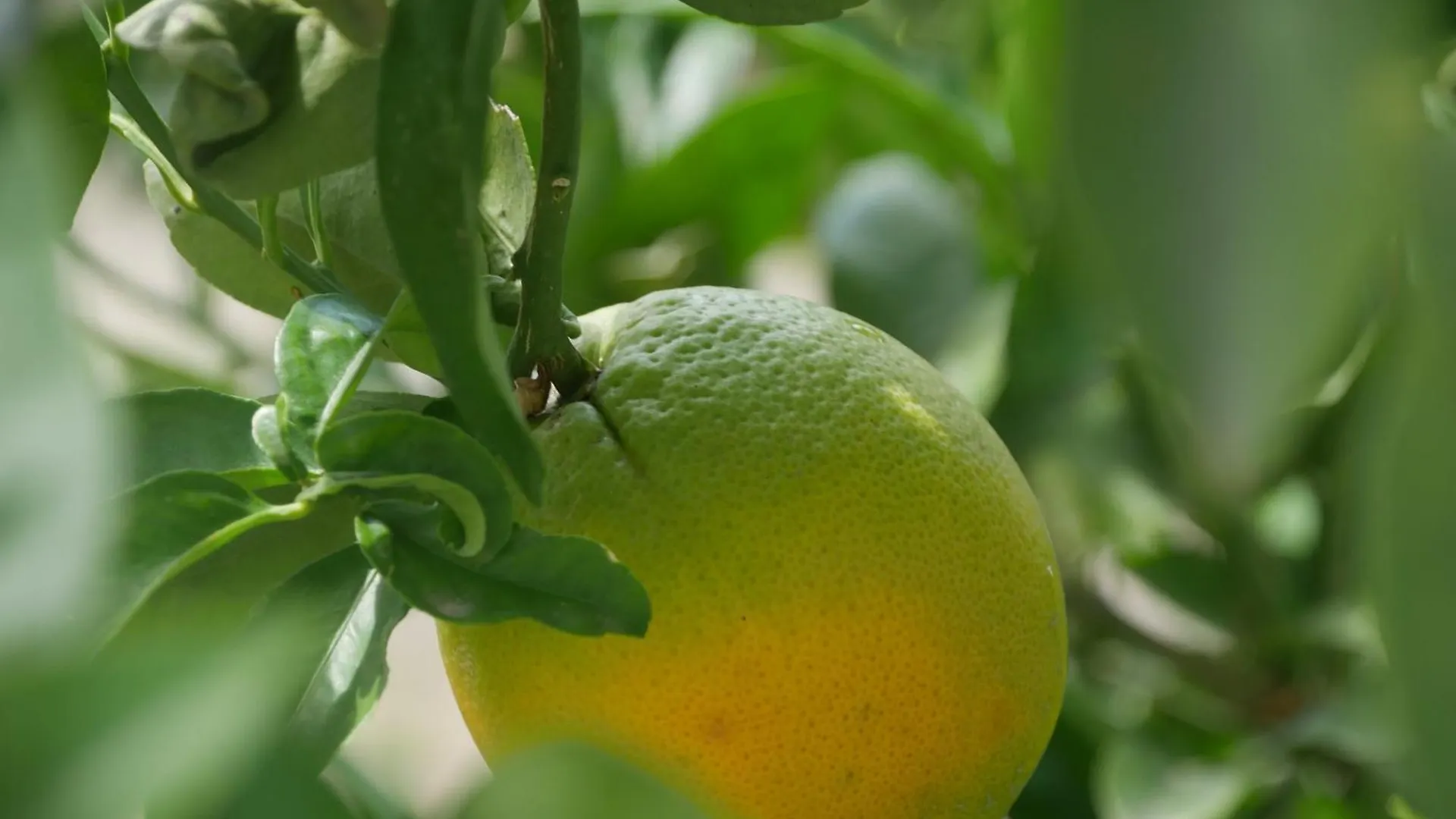 Вилла Cortijo Pura Vida Компета 0*,  Испания
